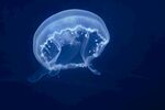 梦幻水母在深海中漂浮