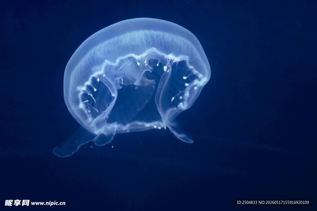 梦幻水母在深海中漂浮