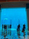 观赏巨型水族馆的人群