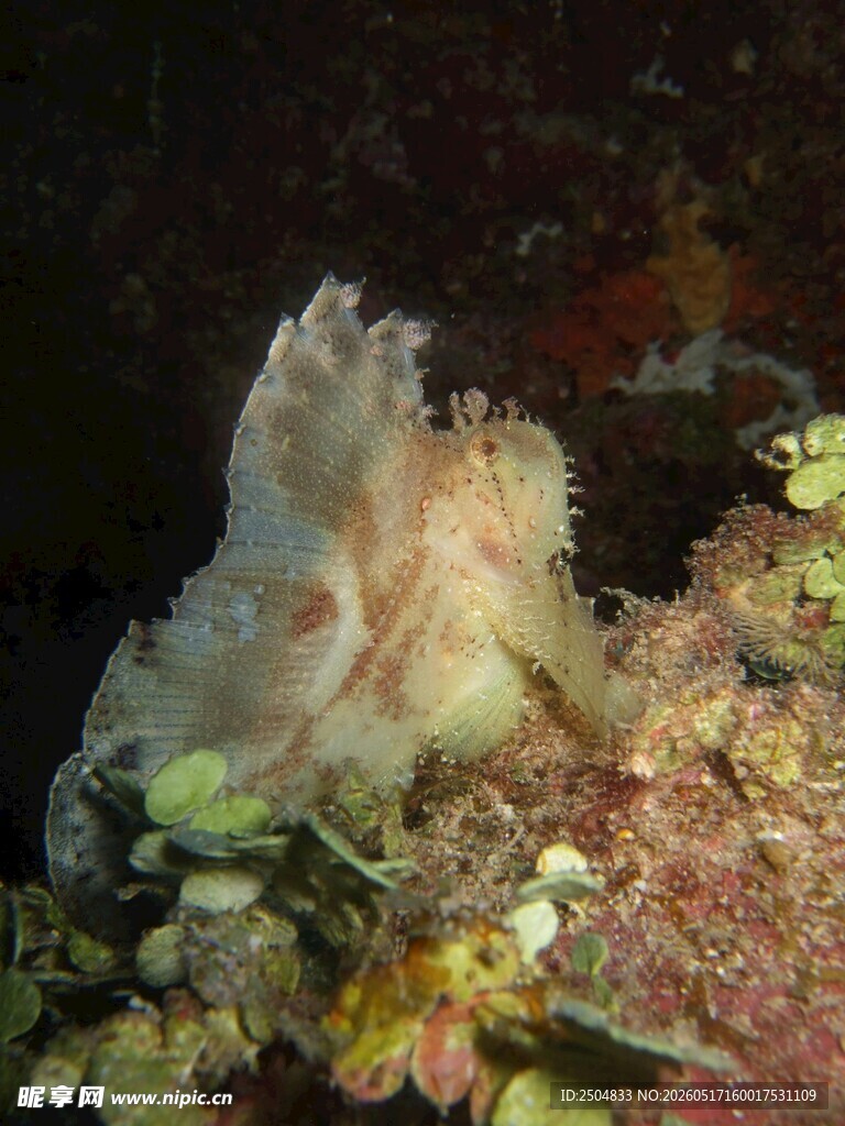 海底奇异生物