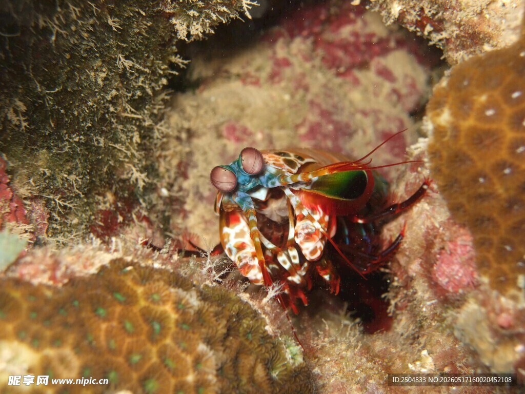 海底多彩螃蟹特写