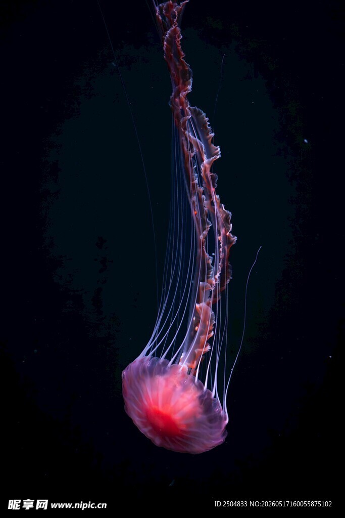 梦幻粉色水母水中飘逸