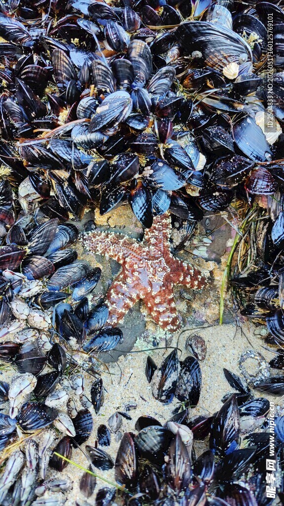 海滩上密集的贻贝与海星