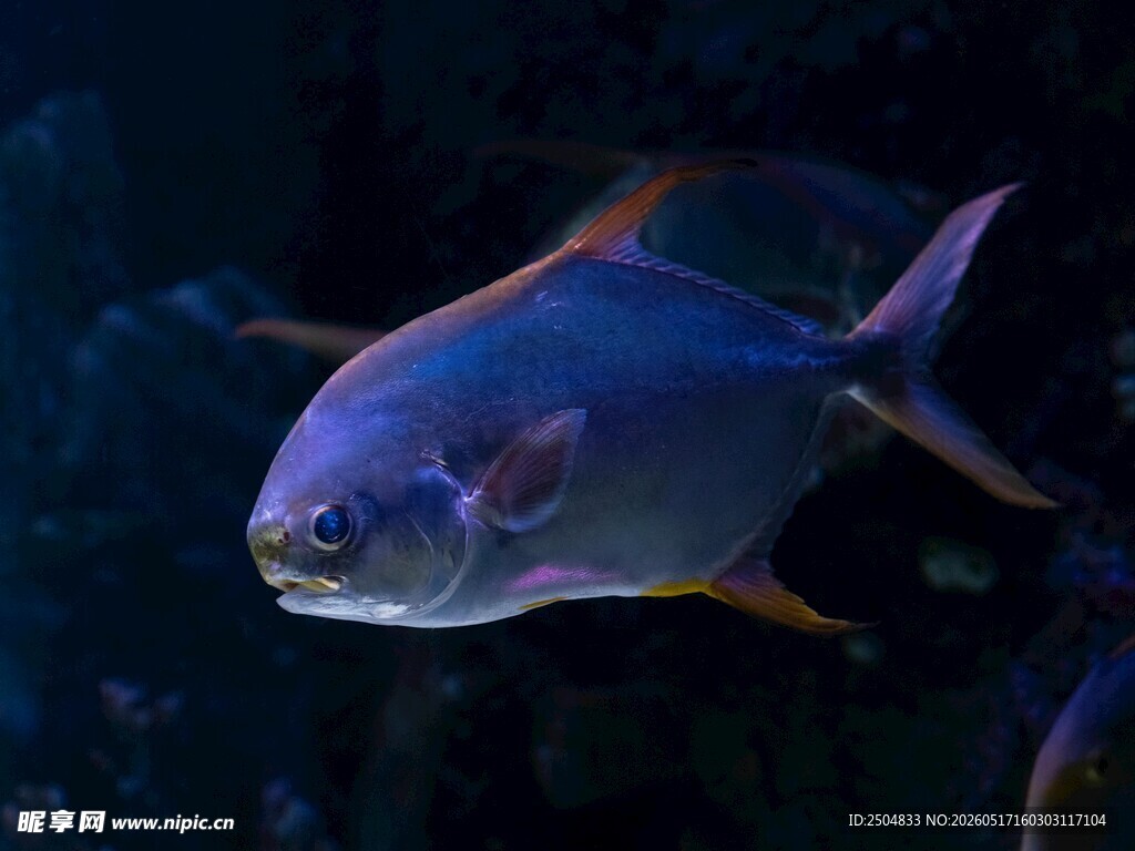 深海银鱼特写