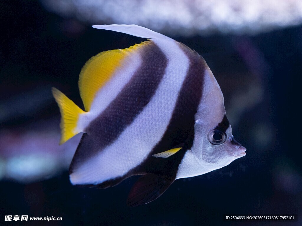 条纹蝴蝶鱼特写
