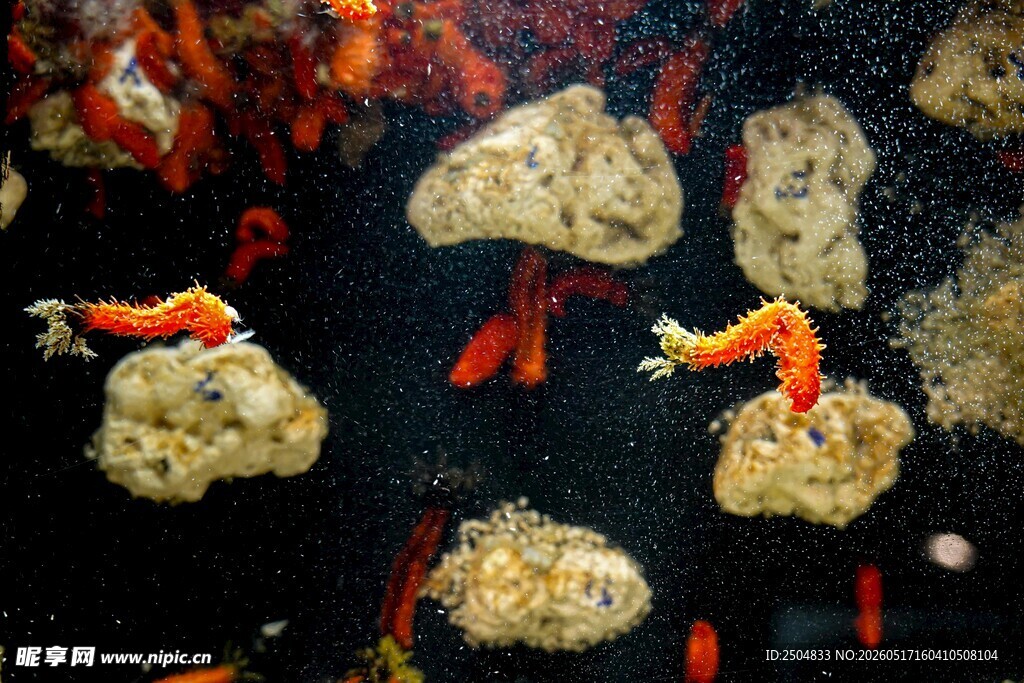 水族箱中的灵动小虾