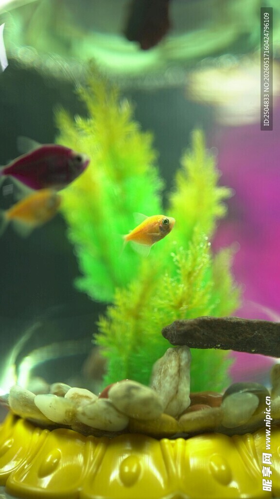 多彩水族箱内的灵动小鱼