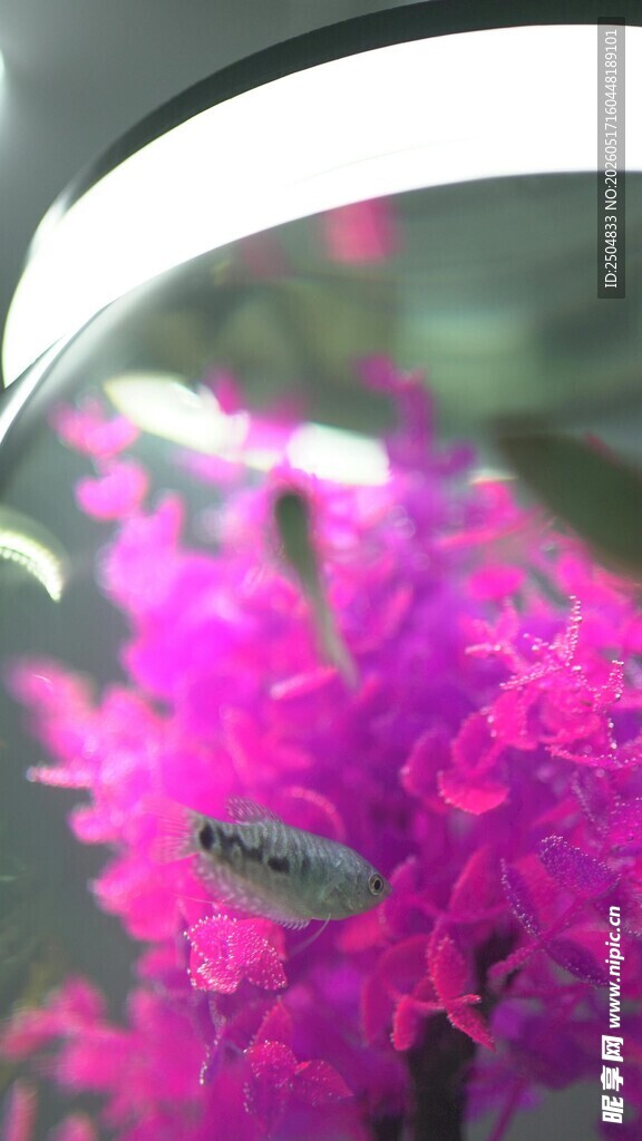 艳丽紫花特写