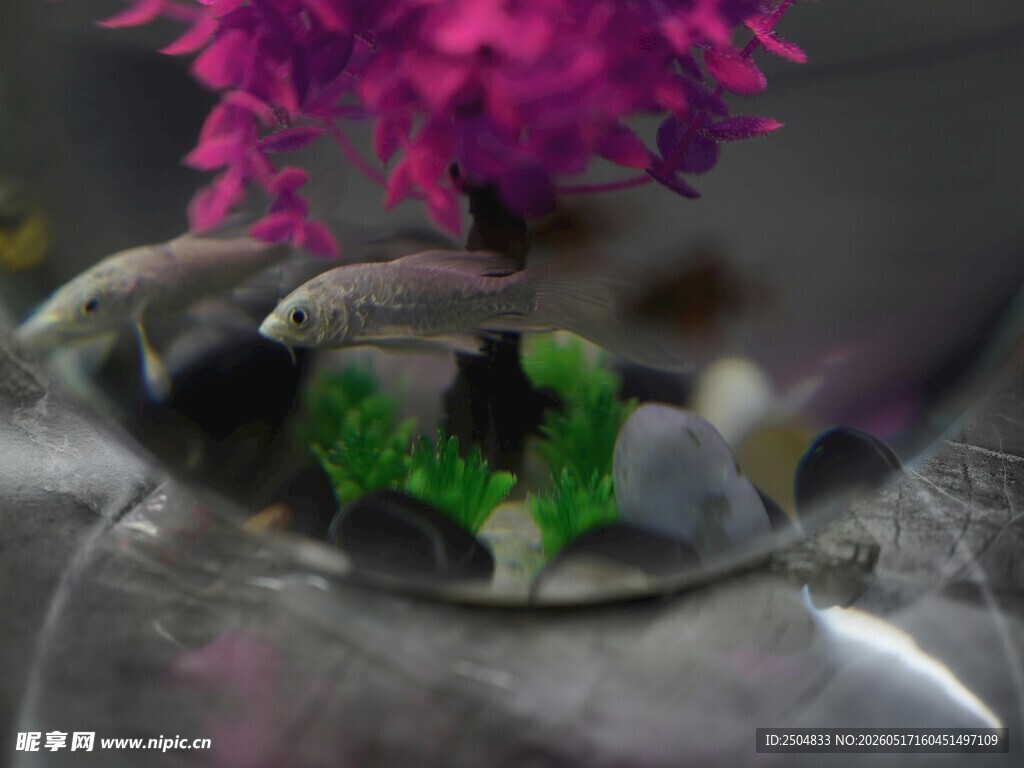 梦幻紫色植物微观景观