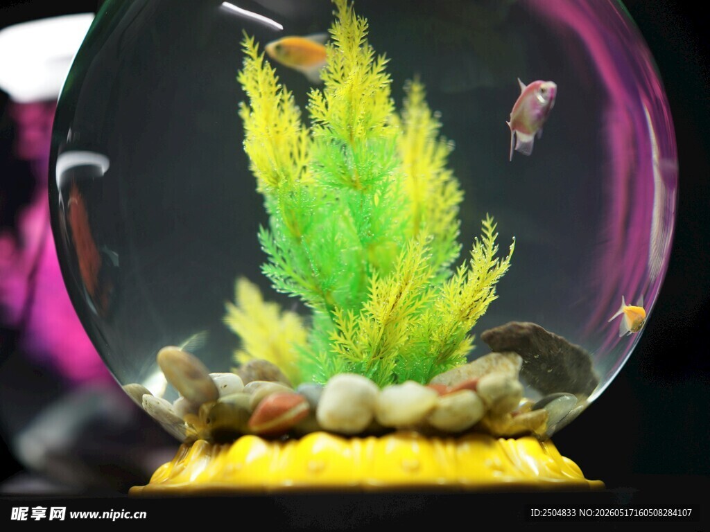 圆形鱼缸内的多彩水族世界