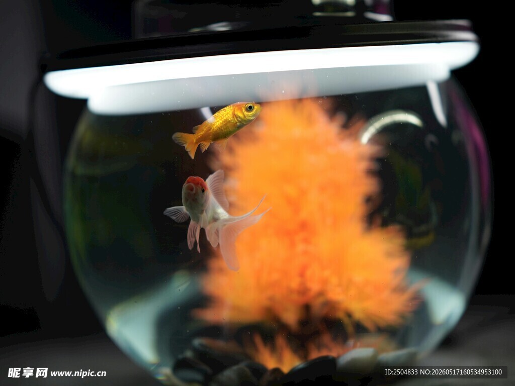 玻璃鱼缸中的金鱼与水草