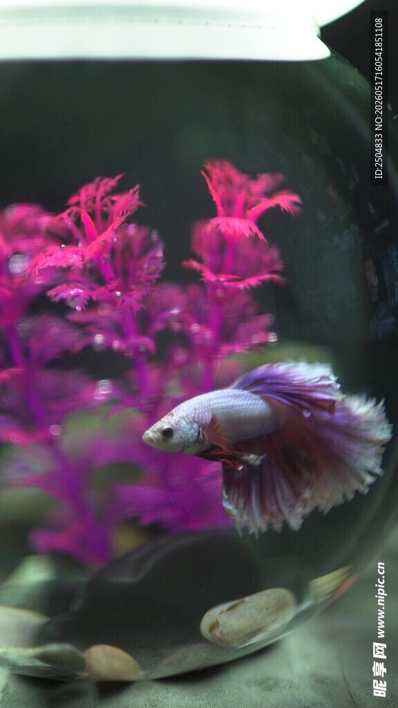 美丽斗鱼于多彩水草间