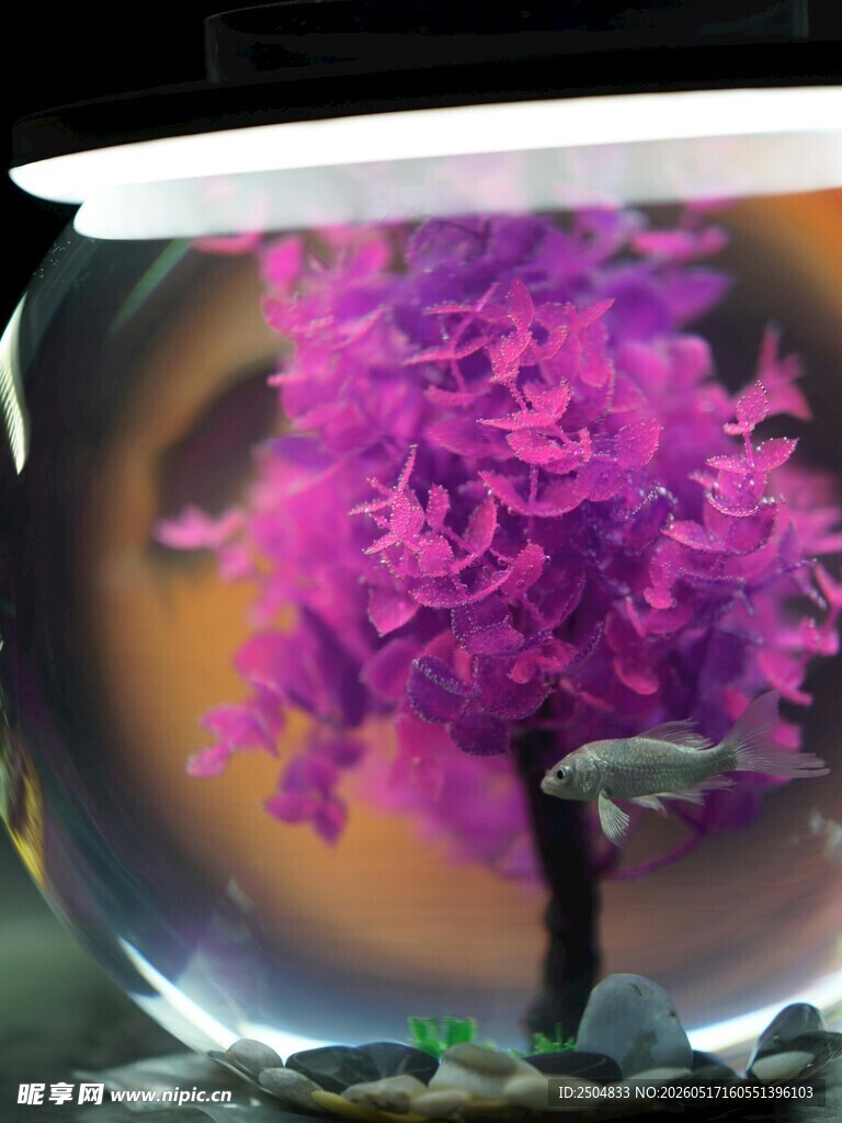 梦幻紫色水草造景鱼缸