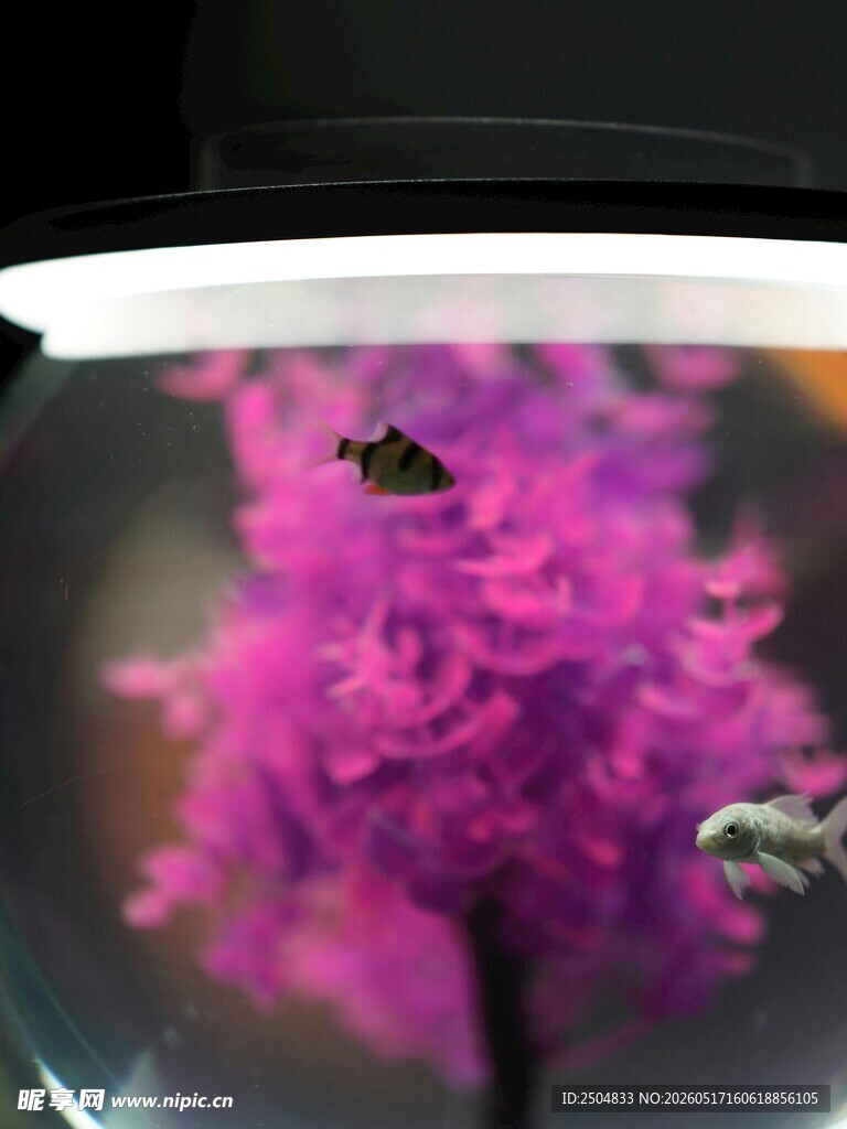 微距下的紫花与昆虫