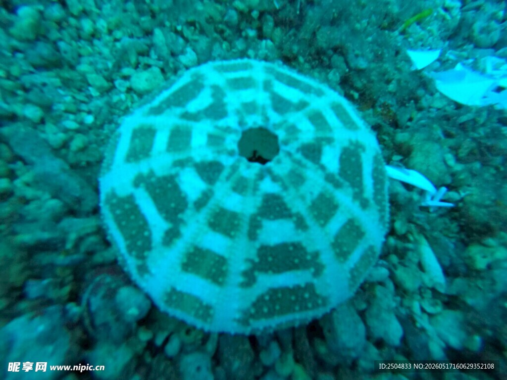海底的花纹独特海胆