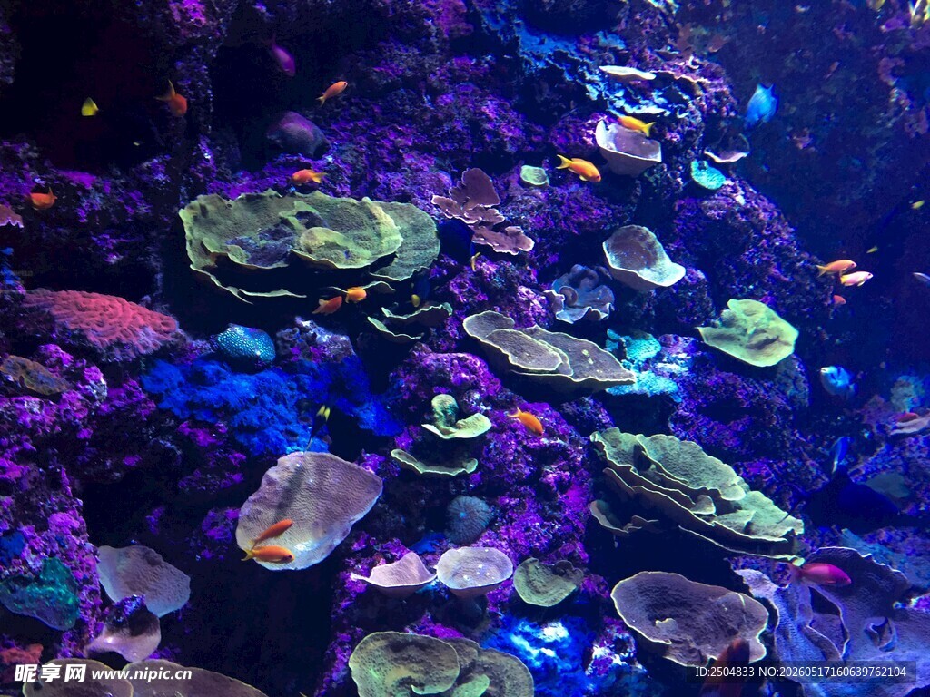 梦幻多彩的海底珊瑚景观