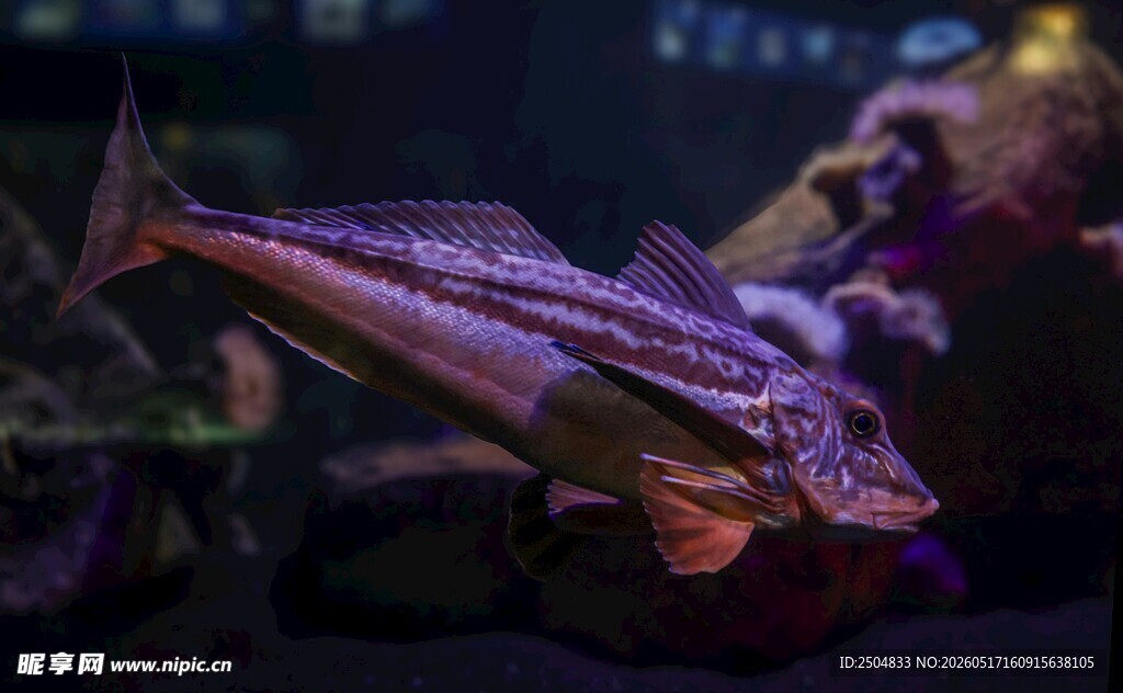 水族箱中的多彩观赏鱼