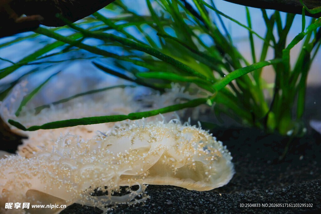 水族箱中的白色珊瑚景观