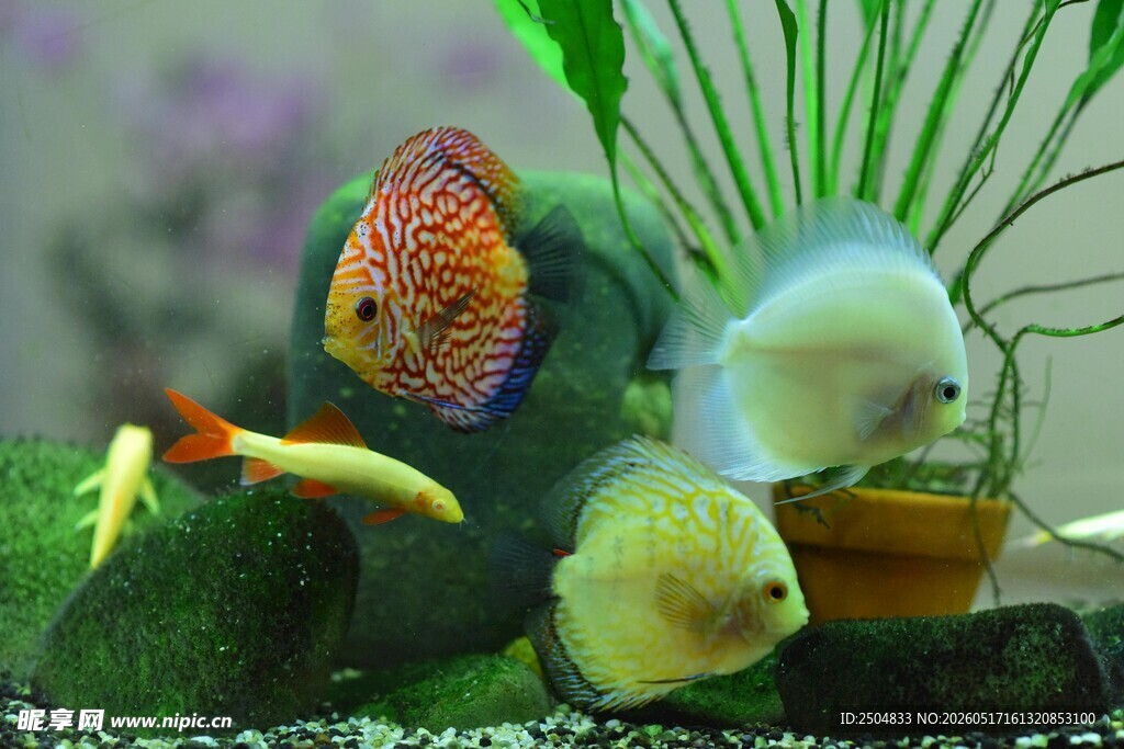 多彩水族箱中的可爱鱼儿