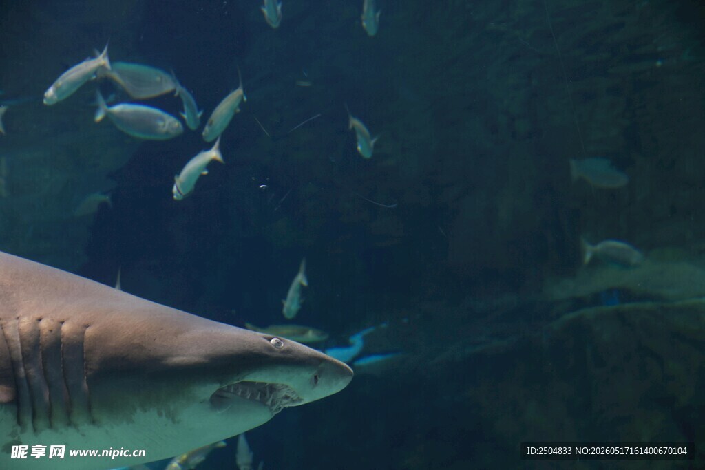 水族馆中鲨鱼与群鱼共 