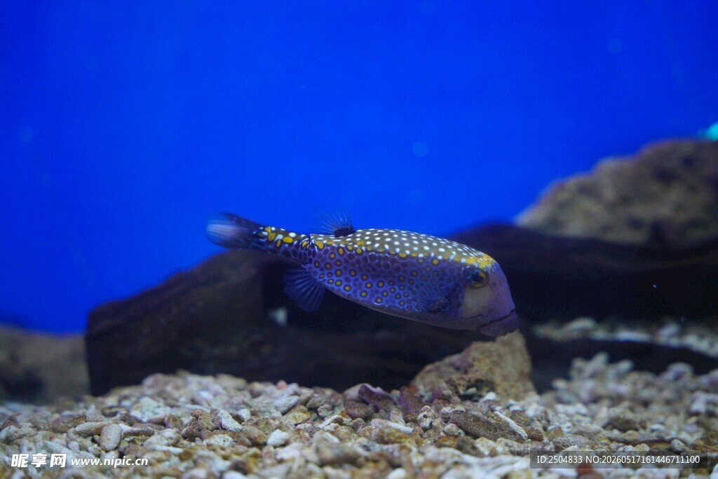 水族箱中的多彩小鱼