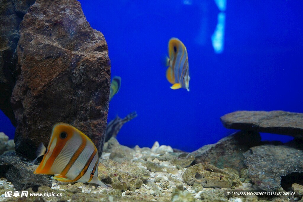 水族箱中的美丽热带鱼