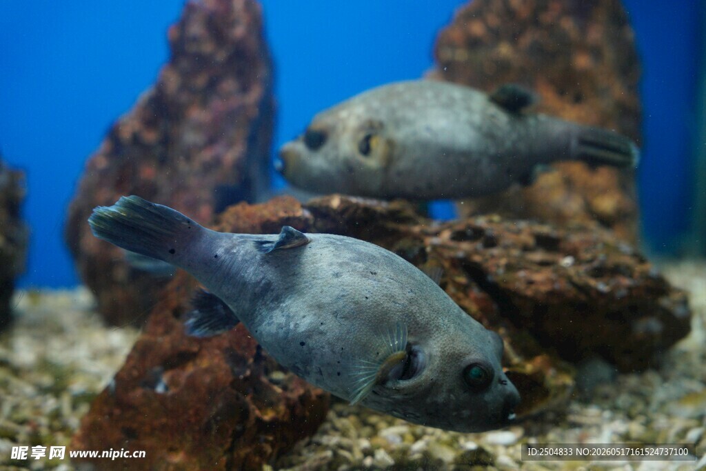 水族箱中的可爱河豚鱼