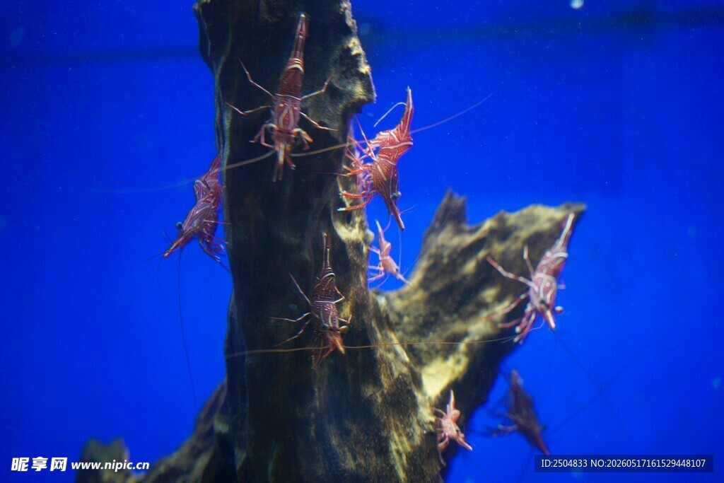 水族箱中的多彩珊瑚景观