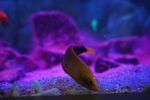 水族馆中色彩斑斓的鱼