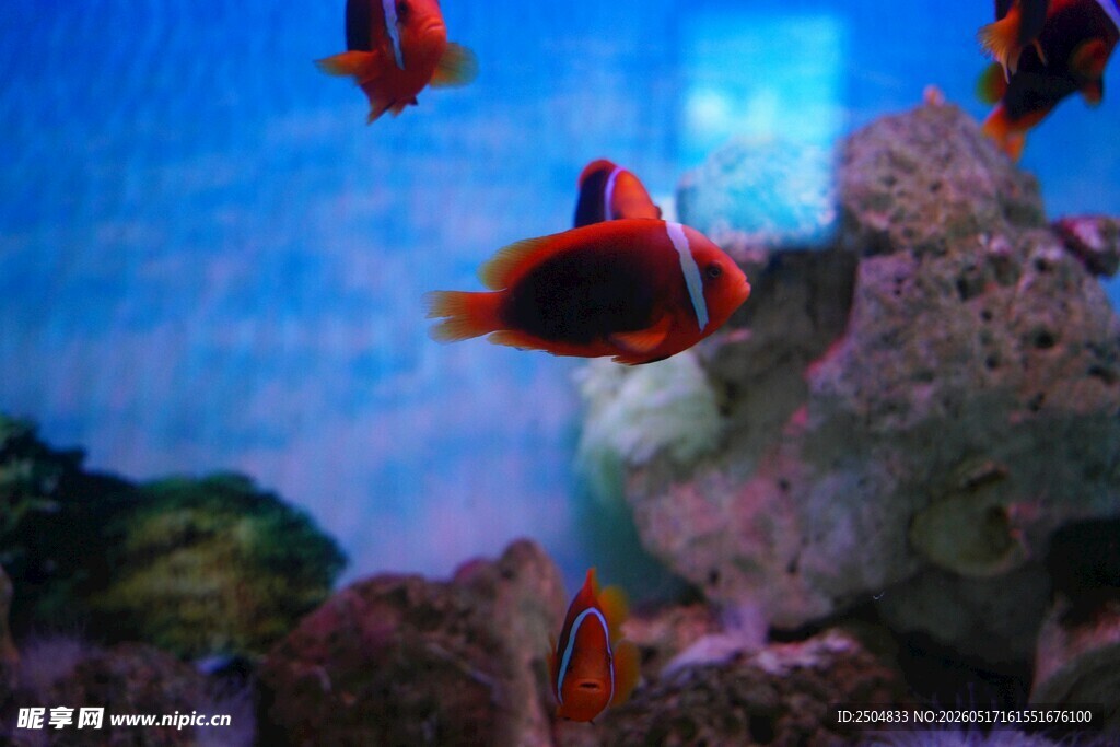 海底世界的多彩小丑鱼