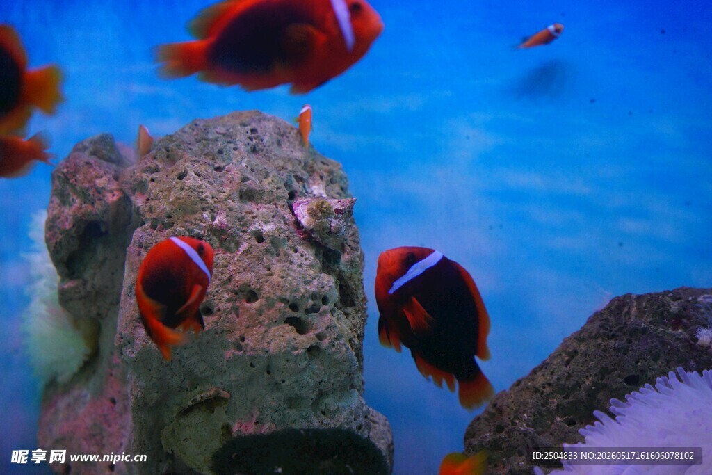 海底可爱小丑鱼