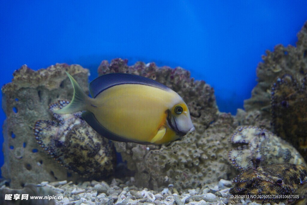 海底黄蓝相间热带鱼