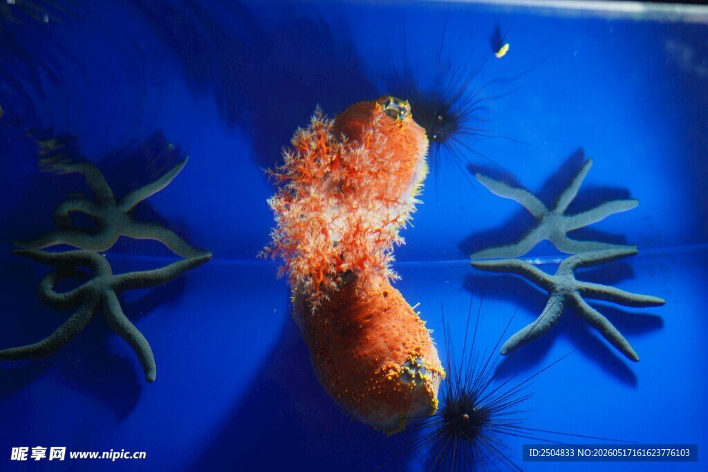 蓝色背景下的奇特海洋生物