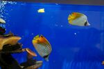美丽热带鱼在蓝色水族箱中 动
