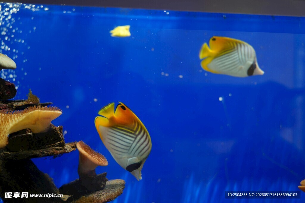 美丽热带鱼在蓝色水族箱中 动