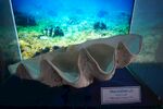 古代贝壳形精美工艺品