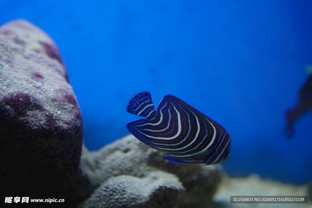 水族馆中的条纹小鱼