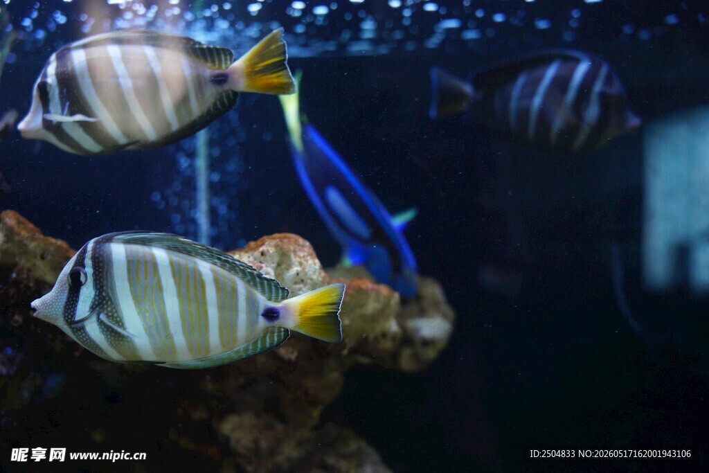 水族馆中的多彩热带鱼