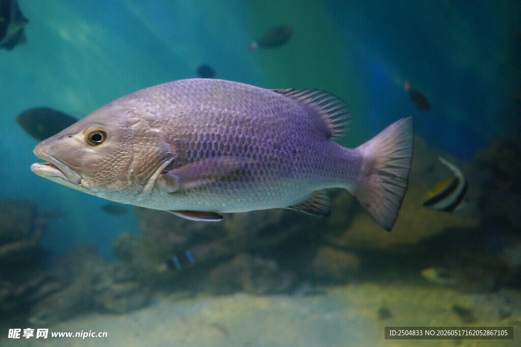 水族馆中的紫色大鱼