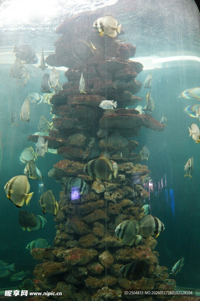 水族箱中的多彩景观