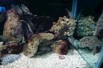 海底礁石景观水族箱