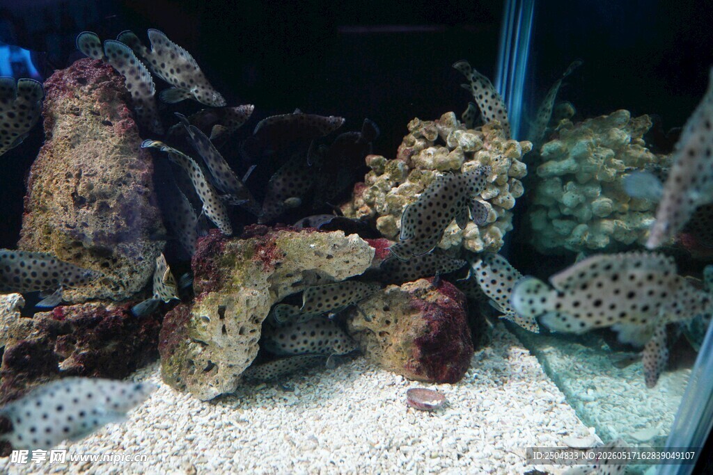 海底礁石景观水族箱