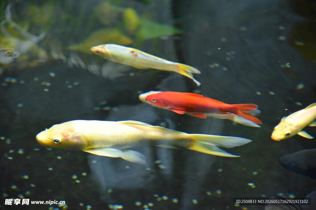 灵动金鱼水中 
