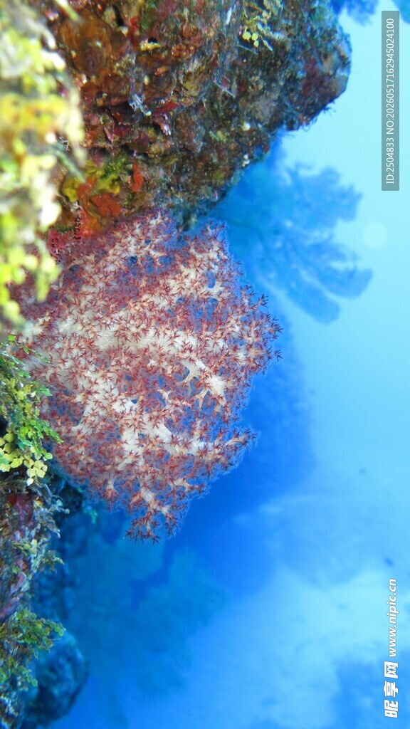 海底绚丽珊瑚景观