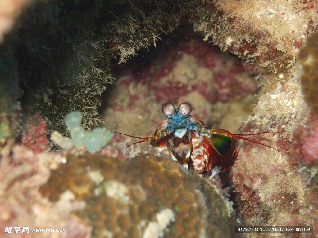 海底小虾藏身礁石缝隙