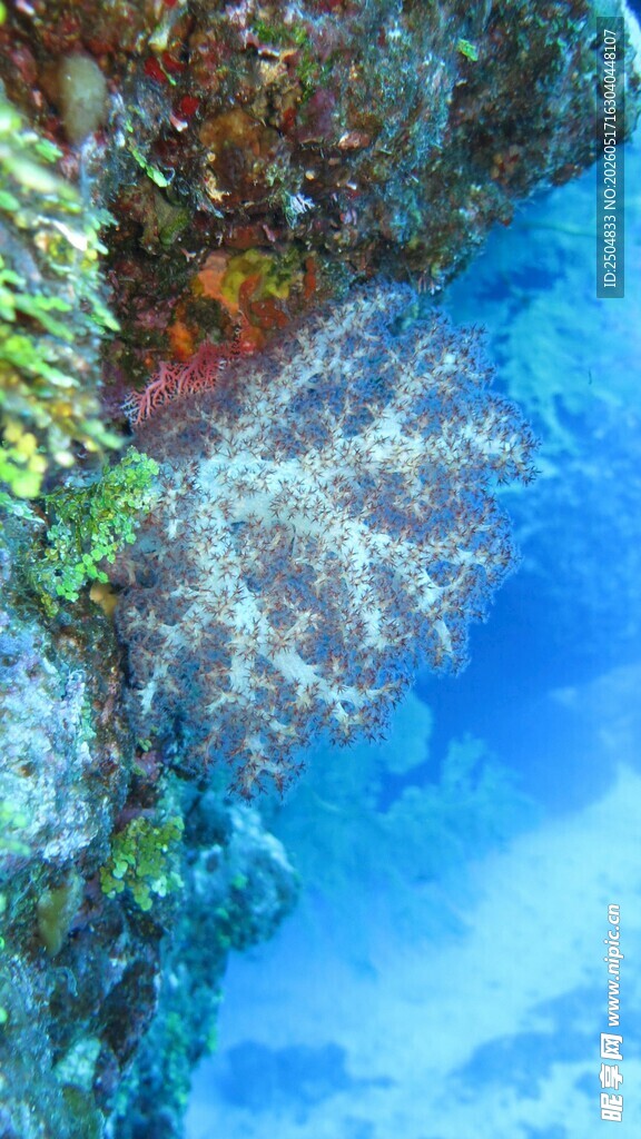 海底珊瑚群与鱼群景观