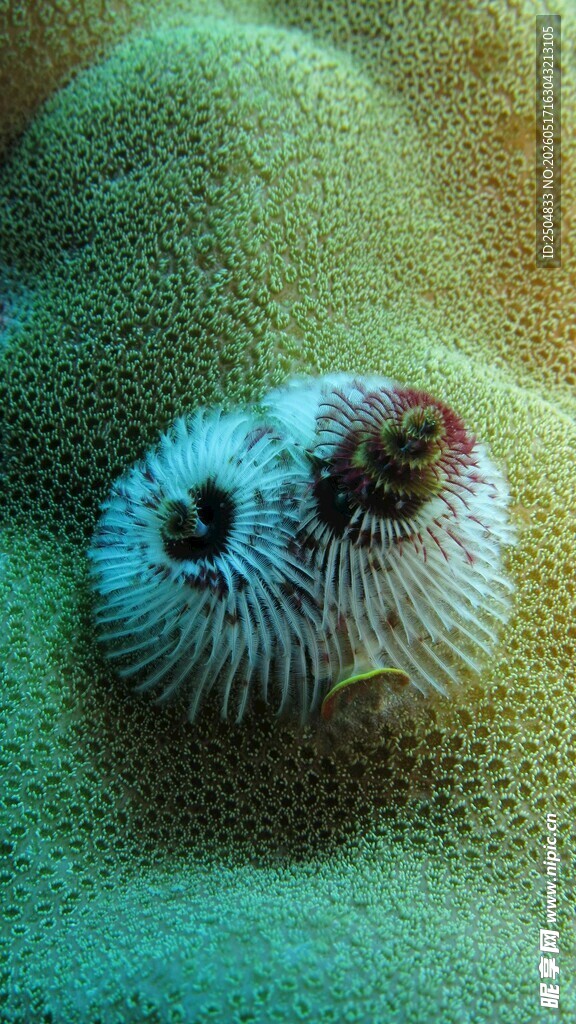 海床上的双生海葵