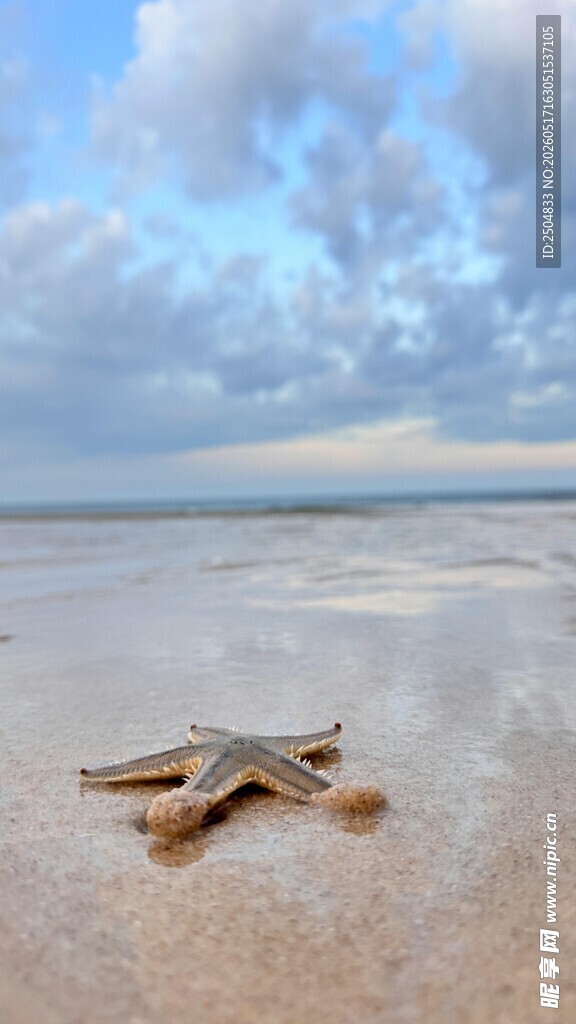 沙滩上的海星