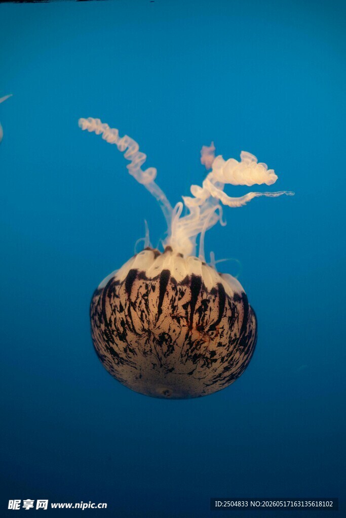 深海中漂浮的神秘水母
