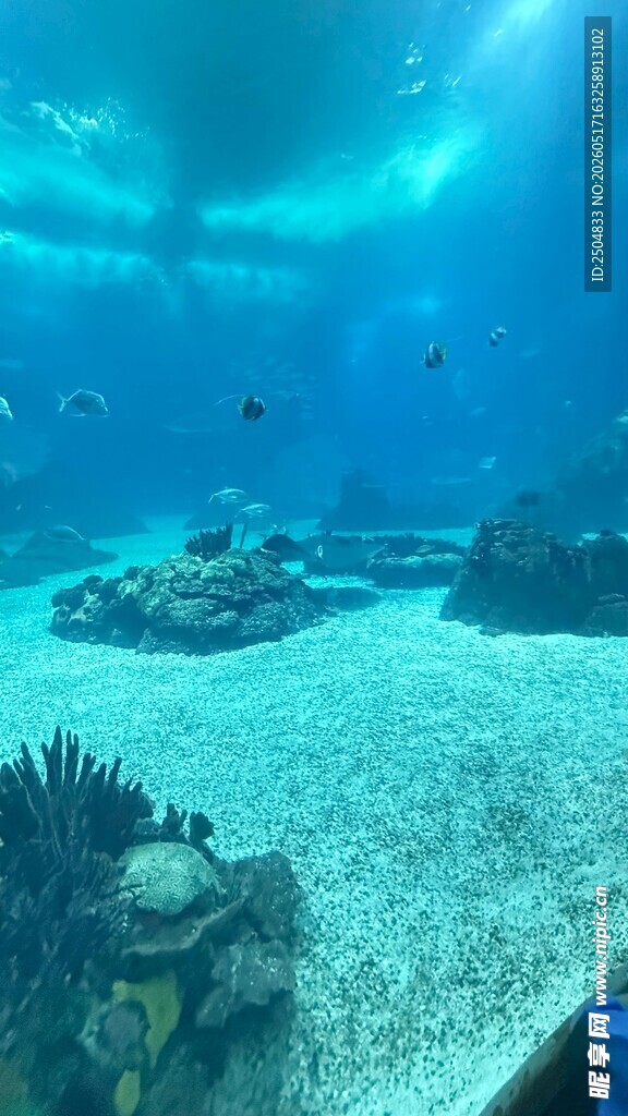海底珊瑚景观